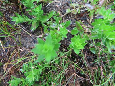Laurembergia repens, photographed by linkie