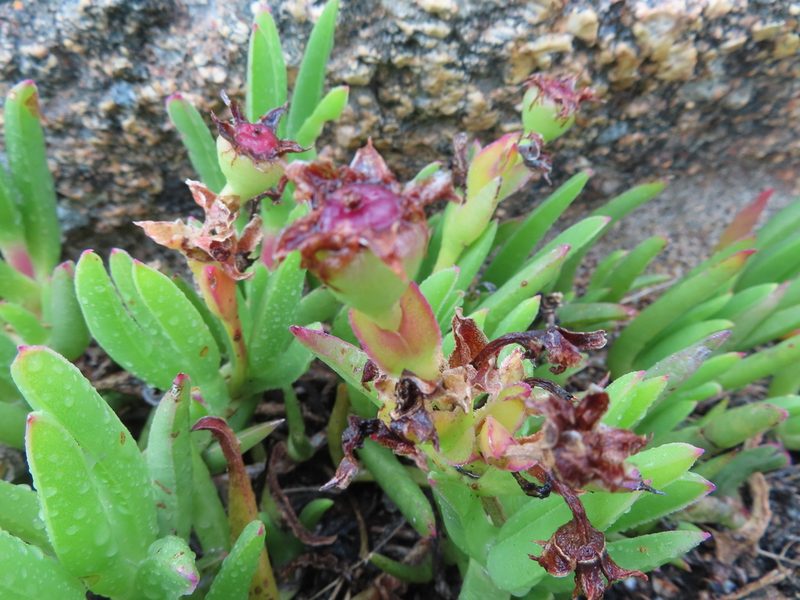 Ruschia schollii, photographed by linkie
