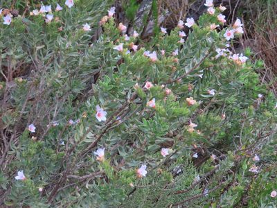 Lobostemon fruticosus, photographed by linkie