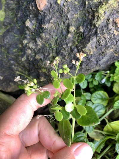 Leptopetalum racemosum, photographed by 呂一起(Lyu yi-chi)