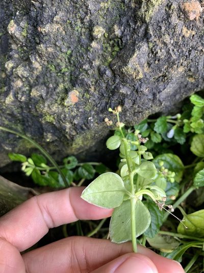 Leptopetalum racemosum, photographed by 呂一起(Lyu yi-chi)