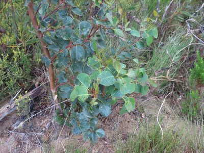 Eucalyptus cladocalyx, photographed by linkie