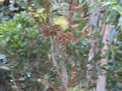 Eucalyptus conferruminata, photographed by linkie