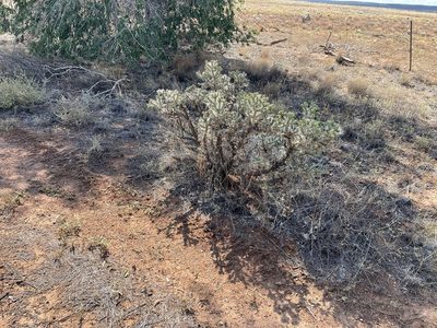 Cylindropuntia whipplei, photographed by CK2AZ