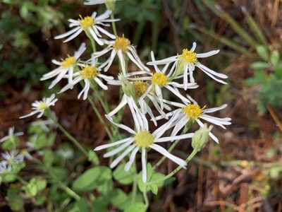 Oclemena reticulata, photographed by nataliekrops