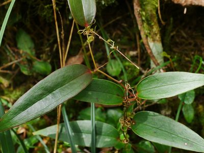 Smilax arisanensis, photographed by Jacy Chen