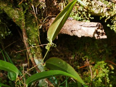 Smilax arisanensis, photographed by Jacy Chen