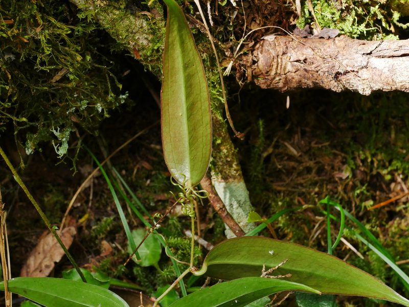 Smilax arisanensis, photographed by Jacy Chen