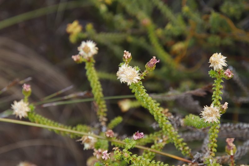Polyarrhena reflexa, photographed by Tony Rebelo