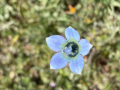 Wahlenbergia capensis, photographed by safiyyah hattas