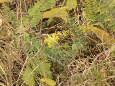 Astragalus dasyanthus, photographed by Andrew Bazdyrev
