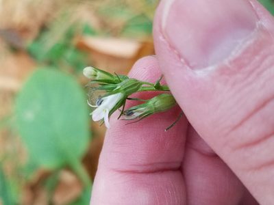 Lobelia inflata, photographed by Leila Dasher