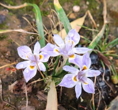 Moraea setifolia, photographed by linkie
