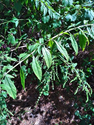 Condea verticillata, photographed by Scott Ward