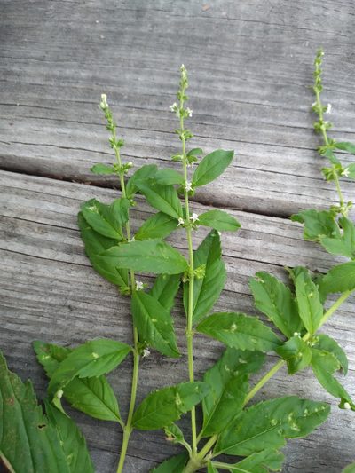 Condea verticillata, photographed by Scott Ward