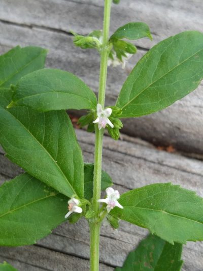 Condea verticillata, photographed by Scott Ward