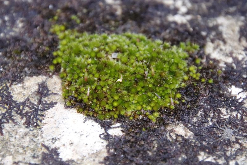 Rosulabryum torquescens, photographed by Tony Rebelo
