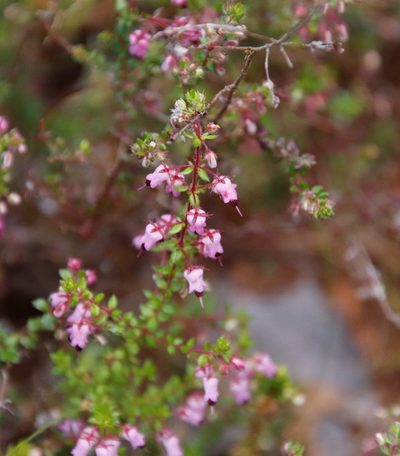 Erica thimifolia, photographed by Tony Rebelo