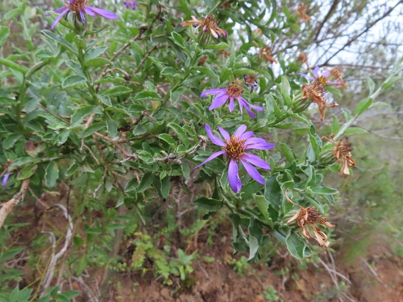 Printzia polifolia, photographed by linkie