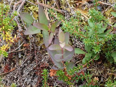 Geocaulon lividum, photographed by Ellyne Geurts