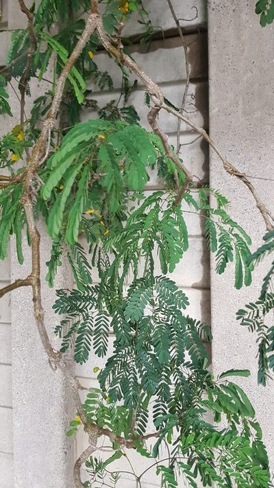 Senegalia kraussiana, photographed by Margaret Burger