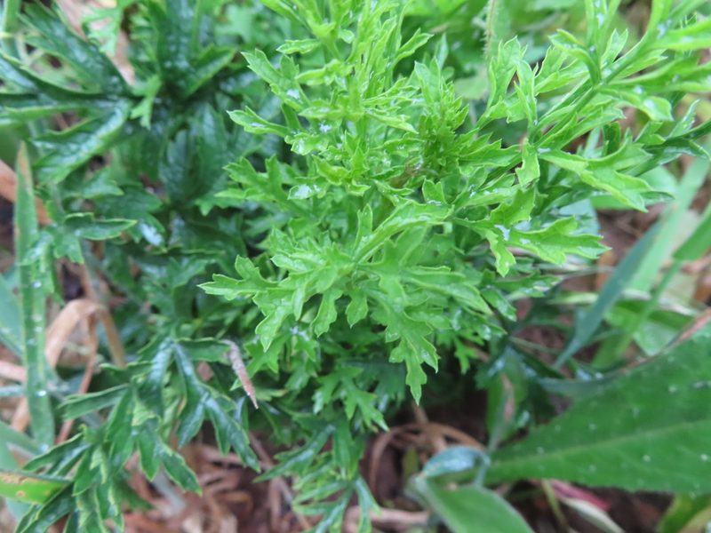 Knowltonia tenuifolia, photographed by linkie