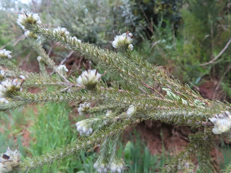 Aspalathus globosa, photographed by linkie