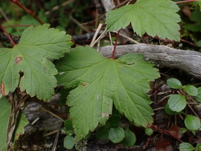 Ribes triste, photographed by Ellyne Geurts