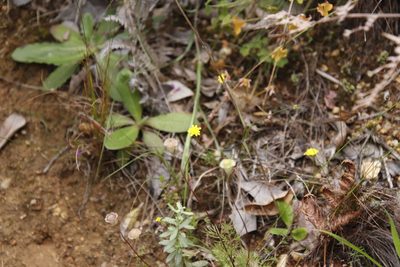Cotula pruinosa, photographed by Tony Rebelo