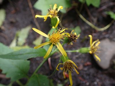 Senecio triangularis, photographed by Ellyne Geurts