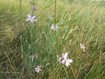 Lygodesmia juncea, photographed by dghjertaas