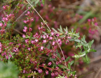 Erica thimifolia, photographed by Tony Rebelo