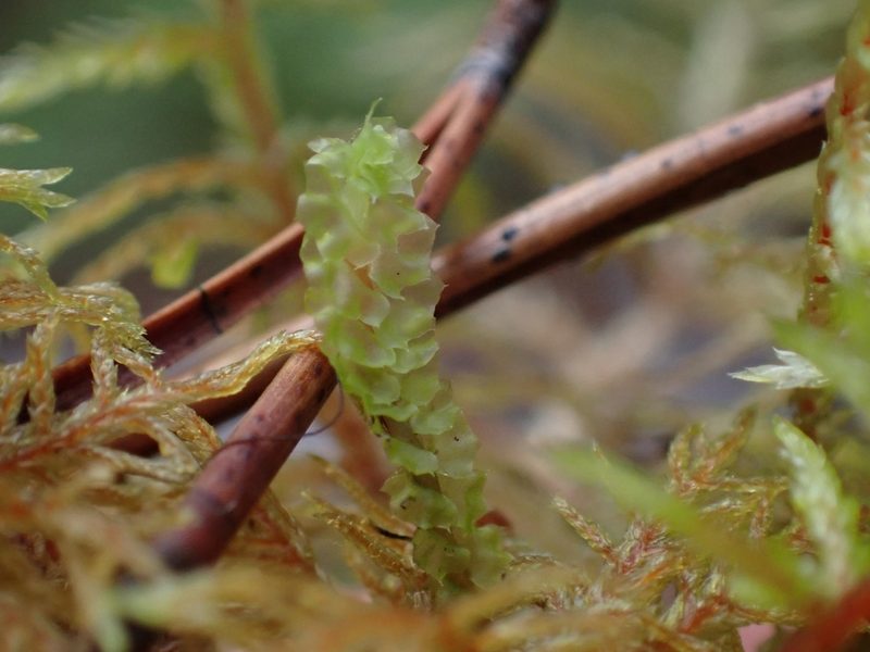 Barbilophozia lycopodioides, photographed by Ellyne Geurts