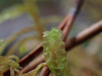 Barbilophozia lycopodioides, photographed by Ellyne Geurts