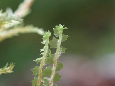 Barbilophozia lycopodioides, photographed by Ellyne Geurts