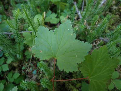 Ribes triste, photographed by Ellyne Geurts