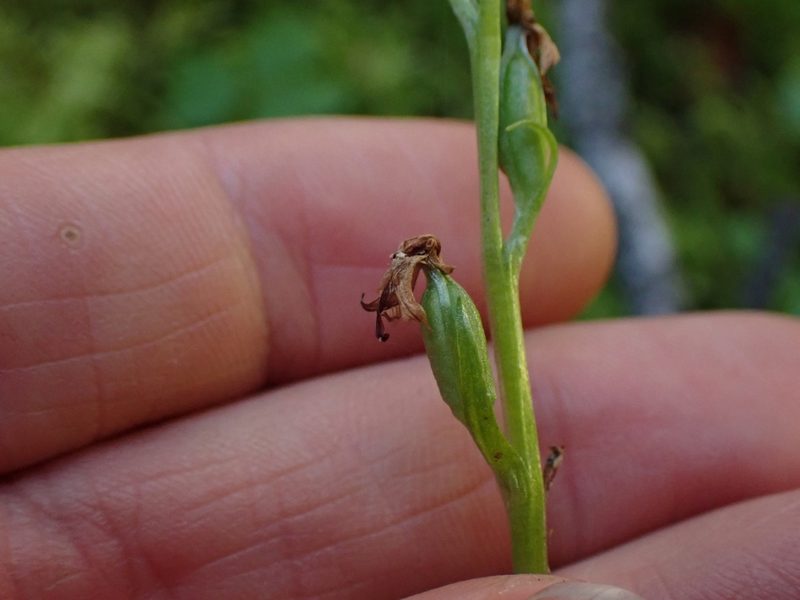 Platanthera obtusata, photographed by Ellyne Geurts