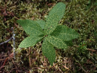 Geocaulon lividum, photographed by Ellyne Geurts