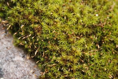 Ptychomitrium crispatum, photographed by Tony Rebelo