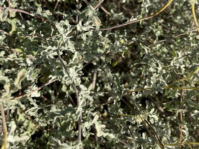 Parthenium incanum, photographed by lejones417