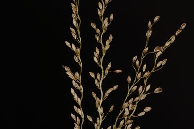 Digitaria abludens, photographed by S.MORE