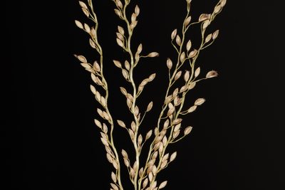 Digitaria abludens, photographed by S.MORE