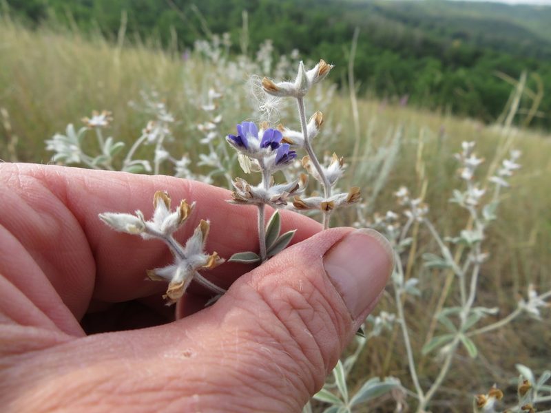 Pediomelum argophyllum, photographed by dghjertaas