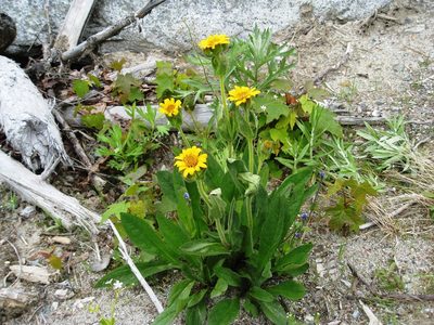 Arnica longifolia, photographed by John Brew