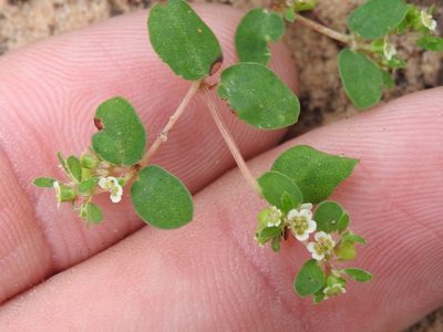 Euphorbia cordifolia, photographed by Sam Kieschnick