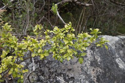 Canthium inerme, photographed by Tony Rebelo