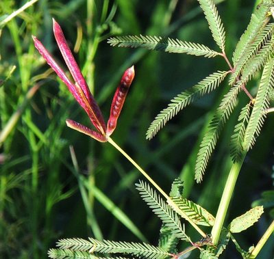 Desmanthus acuminatus, photographed by Hugo Hulsberg
