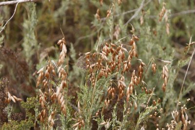 Thamnochortus fruticosus, photographed by Tony Rebelo