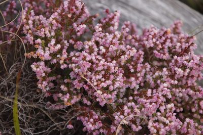Erica mauritanica, photographed by Tony Rebelo