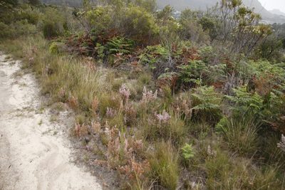 Erica mauritanica, photographed by Tony Rebelo